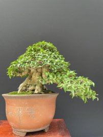 12 tách phẩm mai chiếu thuỷ duy nhất
