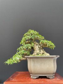 12 tách phẩm mai chiếu thuỷ duy nhất