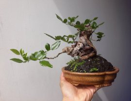 Dalbergia tonkinensis mini tree with driftwood