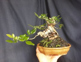 Dalbergia tonkinensis mini tree with driftwood