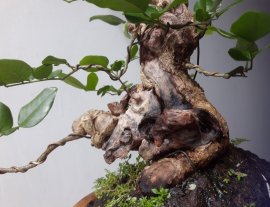 Dalbergia tonkinensis mini tree with driftwood