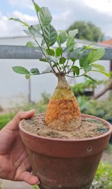 Củ duối Hoàng Anh Mộc