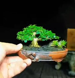 Tiểu cảnh sam hương mini