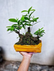 Yellow Ixora tree