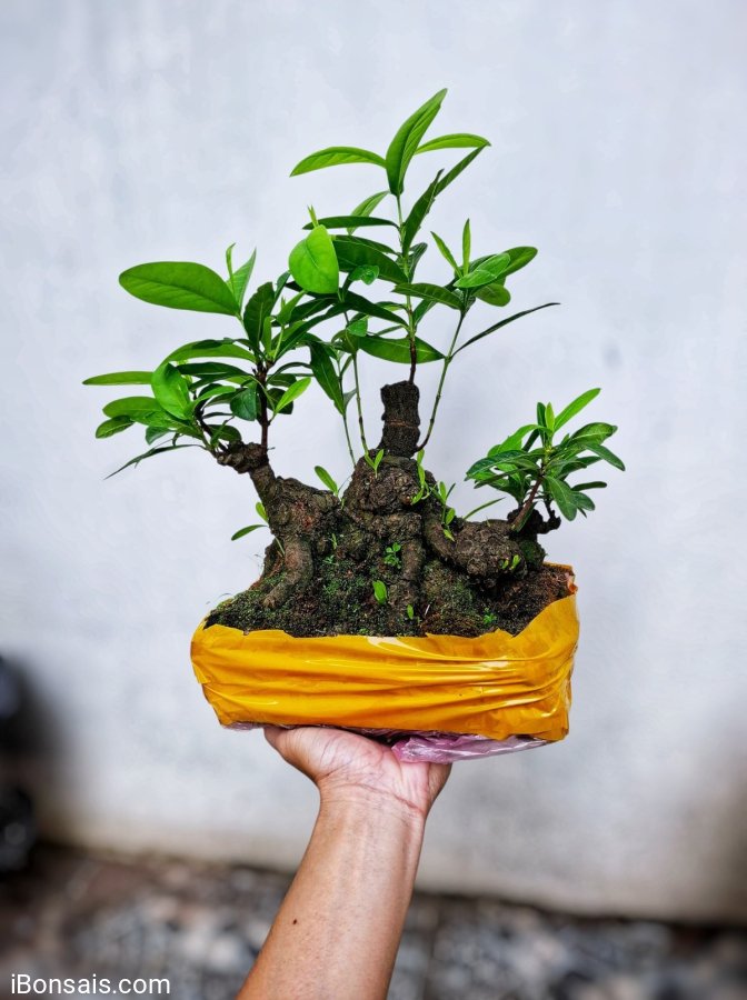 Yellow Ixora tree