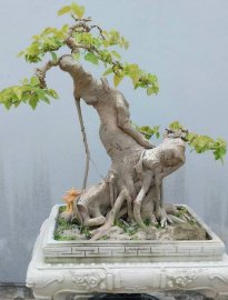 Bồ đề già lâu năm