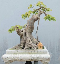 Bodhi mature tree