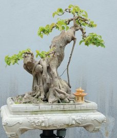 Bodhi mature tree