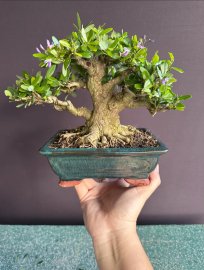 Blue bell lovely tree
