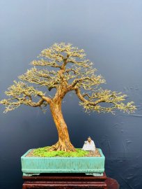 Blue bell bonsai tree defoliated