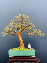Blue bell bonsai tree defoliated