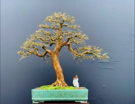 Blue bell bonsai tree defoliated