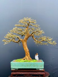 Blue bell bonsai tree defoliated