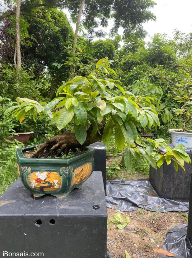 Yellow apricot tree