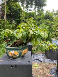 Yellow apricot tree