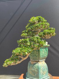 Sam trái dáng đổ