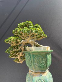 Sam trái dáng đổ