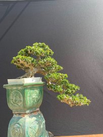 Sam trái dáng đổ