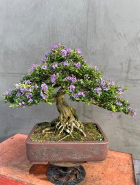 Blue bell bonsai mountain tree