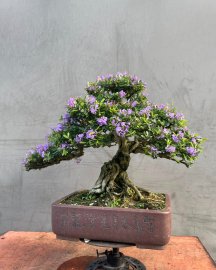 Blue bell bonsai mountain tree