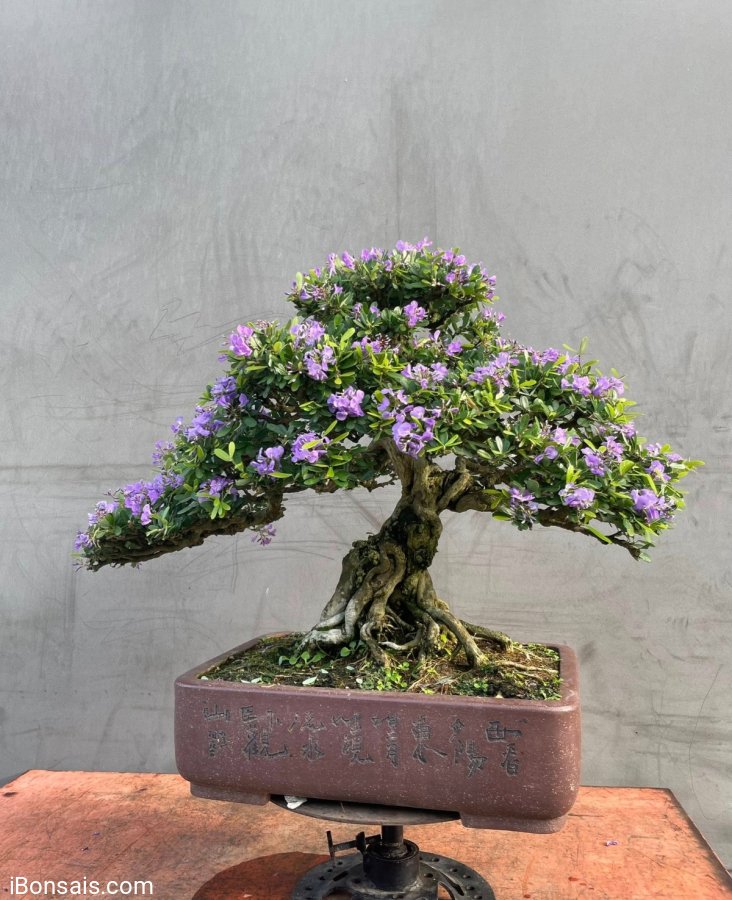 Blue bell bonsai mountain tree