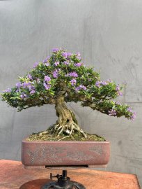 Blue bell bonsai mountain tree