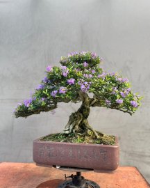 Blue bell bonsai mountain tree