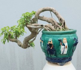 Ficus benjamina cascade tree