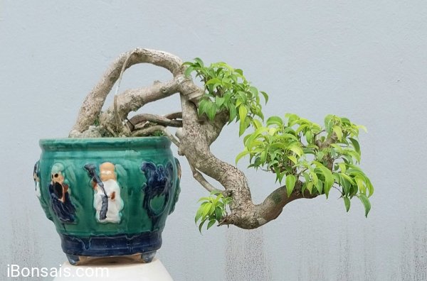 Ficus benjamina cascade tree