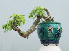 Ficus benjamina cascade tree