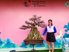 Water Jasmine tree with exposed roots