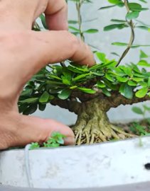 Linh sam siêu mini