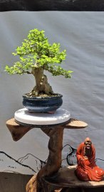 Một cây Xương cá san sản gl