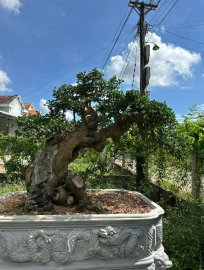 Streblus asper Lour tree 8 years in the pot