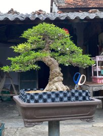 Upstraight bonsai tree