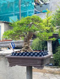 Upstraight bonsai tree