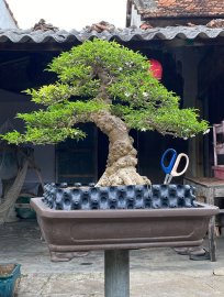 Upstraight bonsai tree
