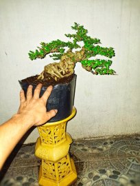 Sam núi trái hàng bonsai mini bàn trà