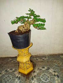 Antidesma acidum tree