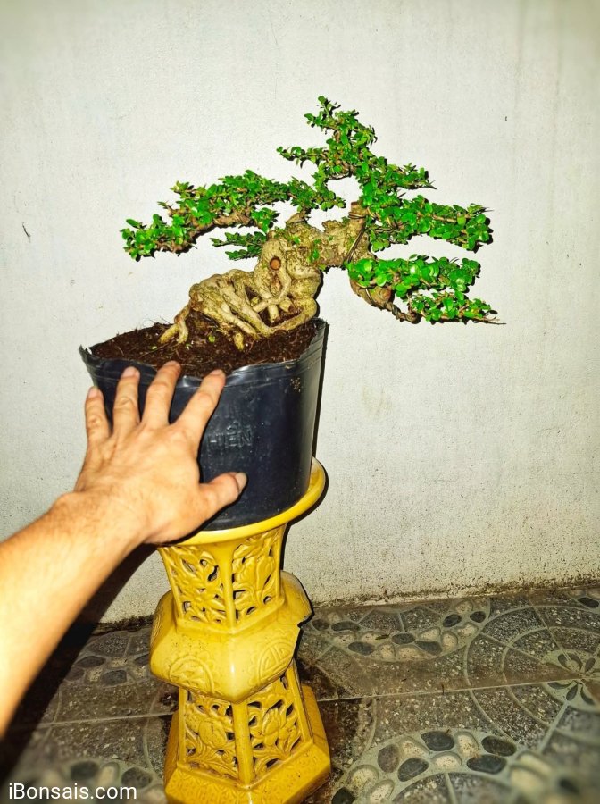 Antidesma acidum tree
