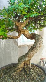 Tp Linh Sam vườn nhà co lắc uốn lượn