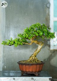 Tp Linh Sam vườn nhà co lắc uốn lượn