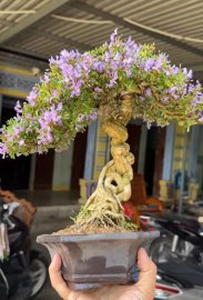 Blue bell tree with full flowers