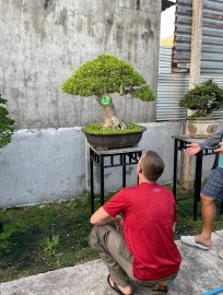 Mai chiếu thủy bonsai