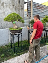 Mai chiếu thủy bonsai