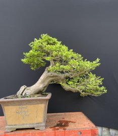 Triphasia trifolia mature tree