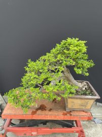 Triphasia trifolia mature tree