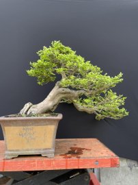 Triphasia trifolia mature tree