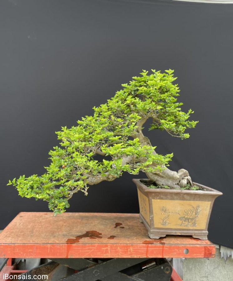 Triphasia trifolia mature tree