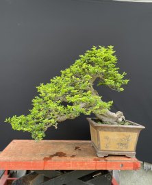 Triphasia trifolia mature tree